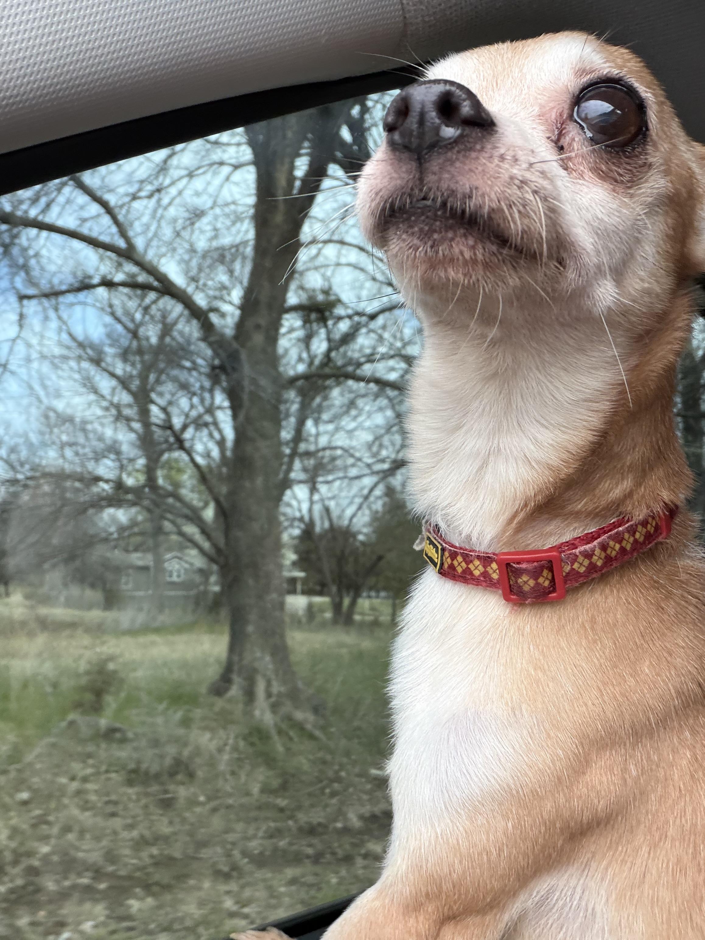 Ferris, a ADOPTABLE Chihuahua in Broken Arrow, OK image 1/4
