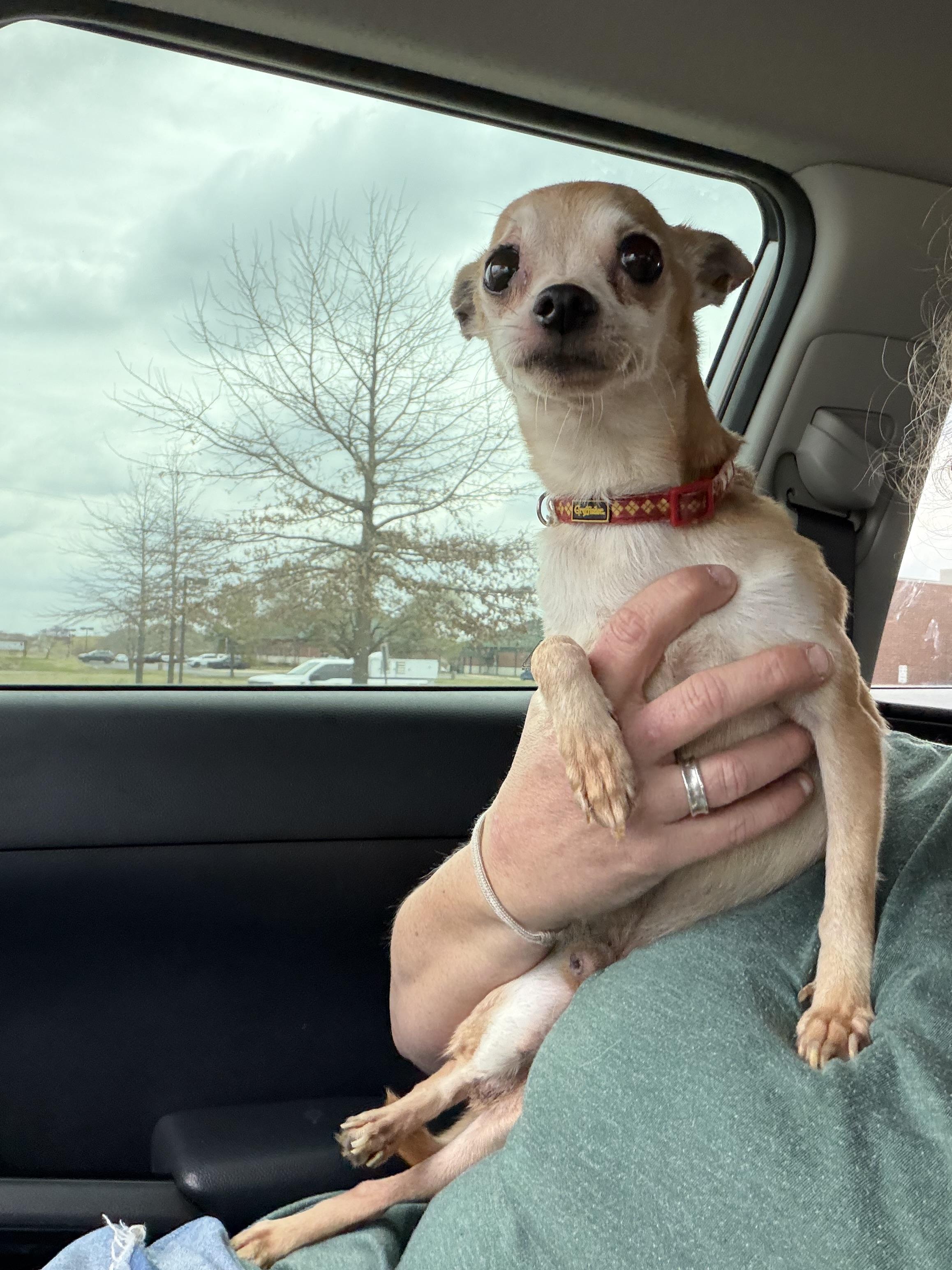 Ferris, a ADOPTABLE Chihuahua in Broken Arrow, OK image 2/4