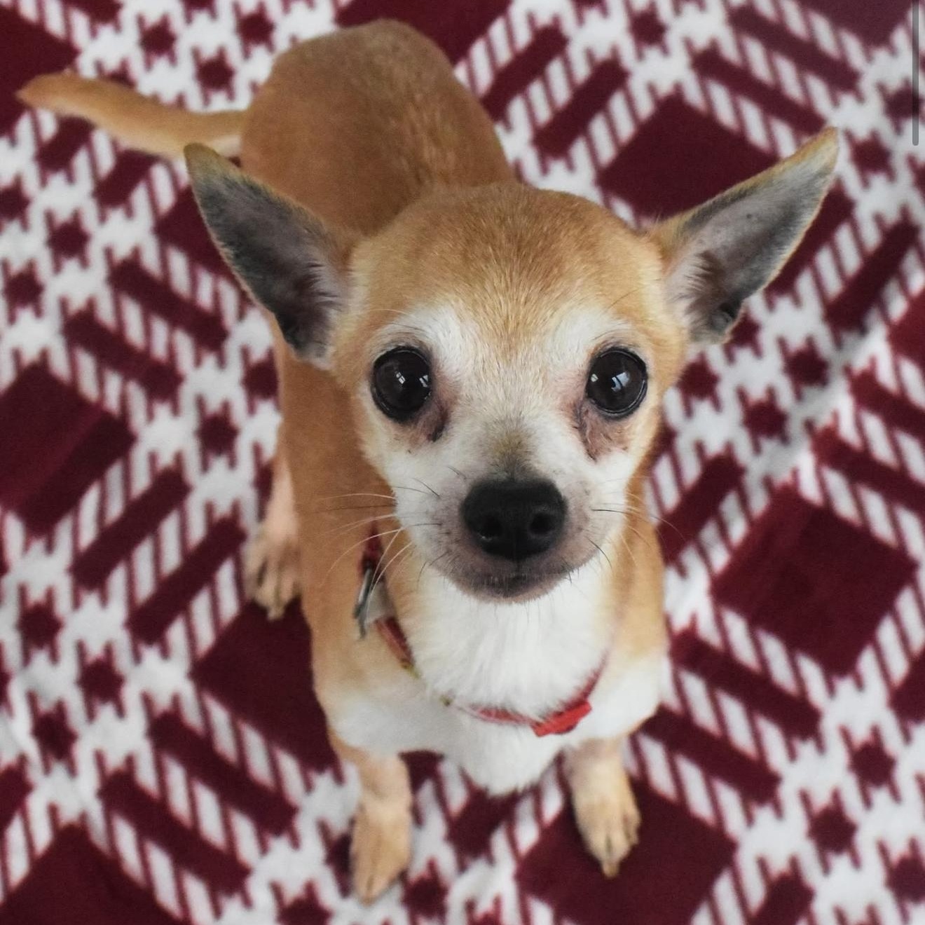 Ferris, a ADOPTABLE Chihuahua in Broken Arrow, OK image 3/4