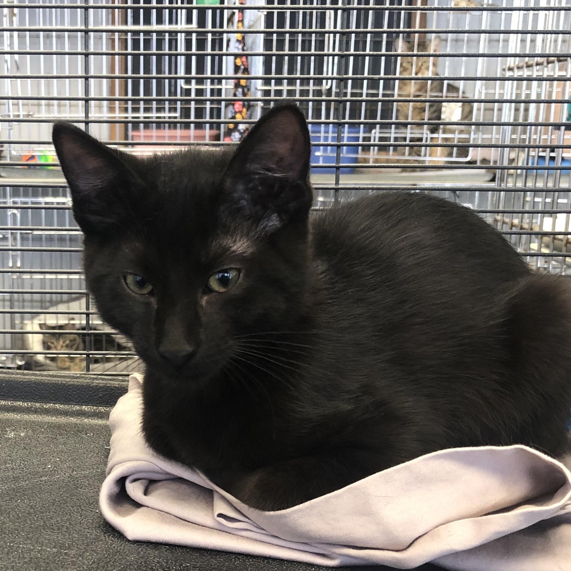 Enlarge Jet, a ADOPTABLE Domestic Short Hair in Parma, OH image 1/1