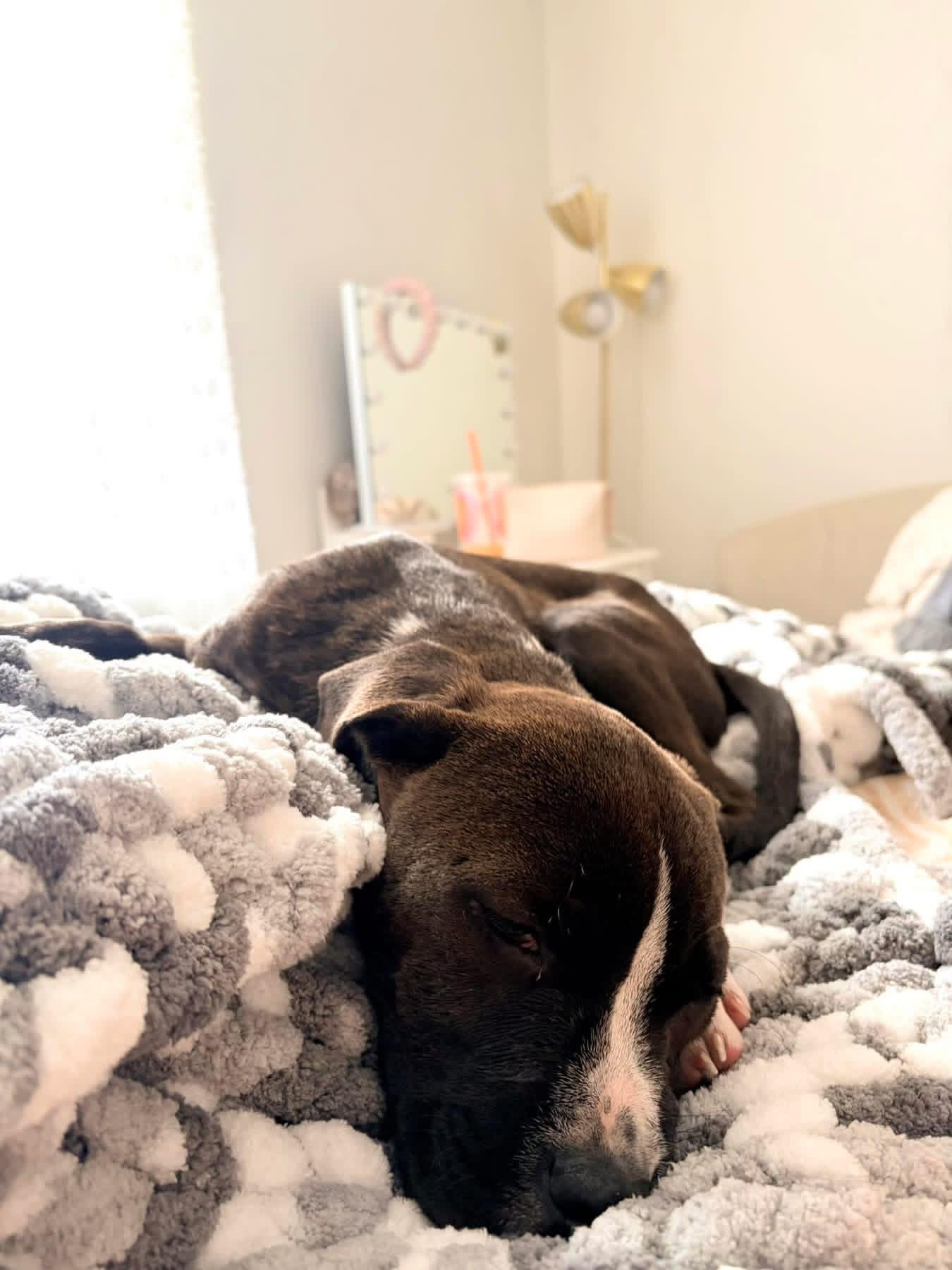 John, Adoptable, Puppy Male American Bulldog.