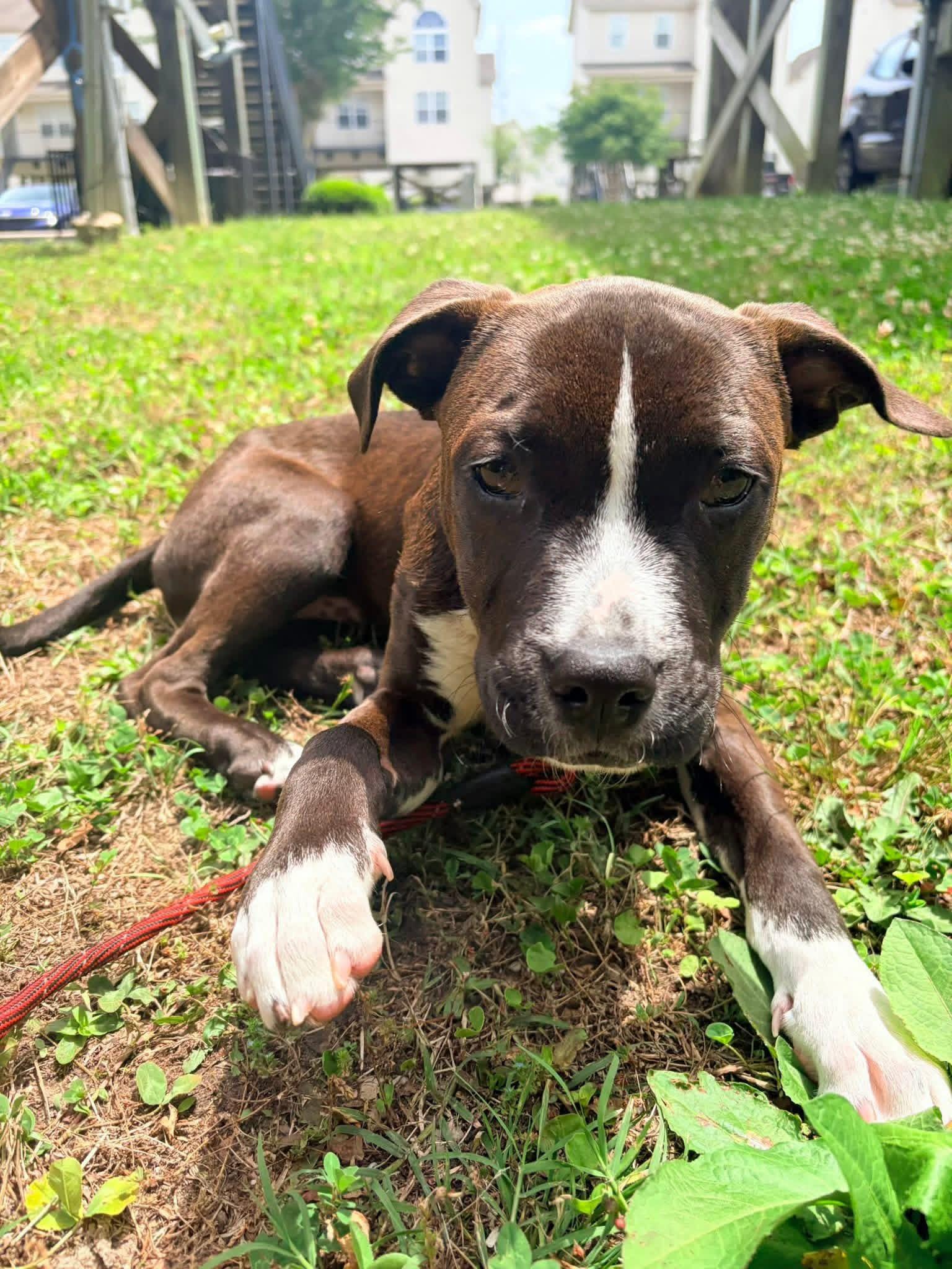 Enlarge John, a Adoptable mixed breed in Ayden, NC image 4/4