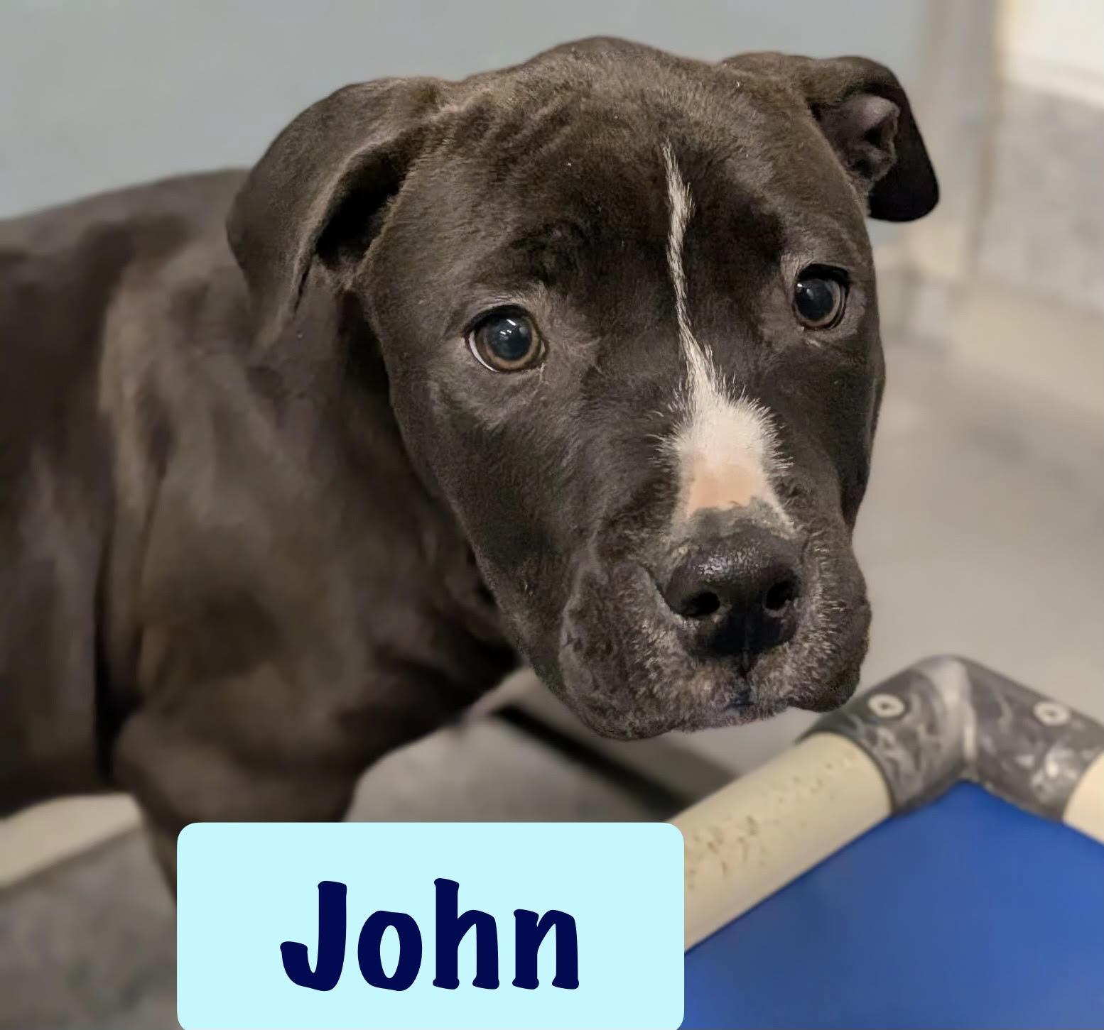 Enlarge John, a Adoptable mixed breed in Ayden, NC image 1/1