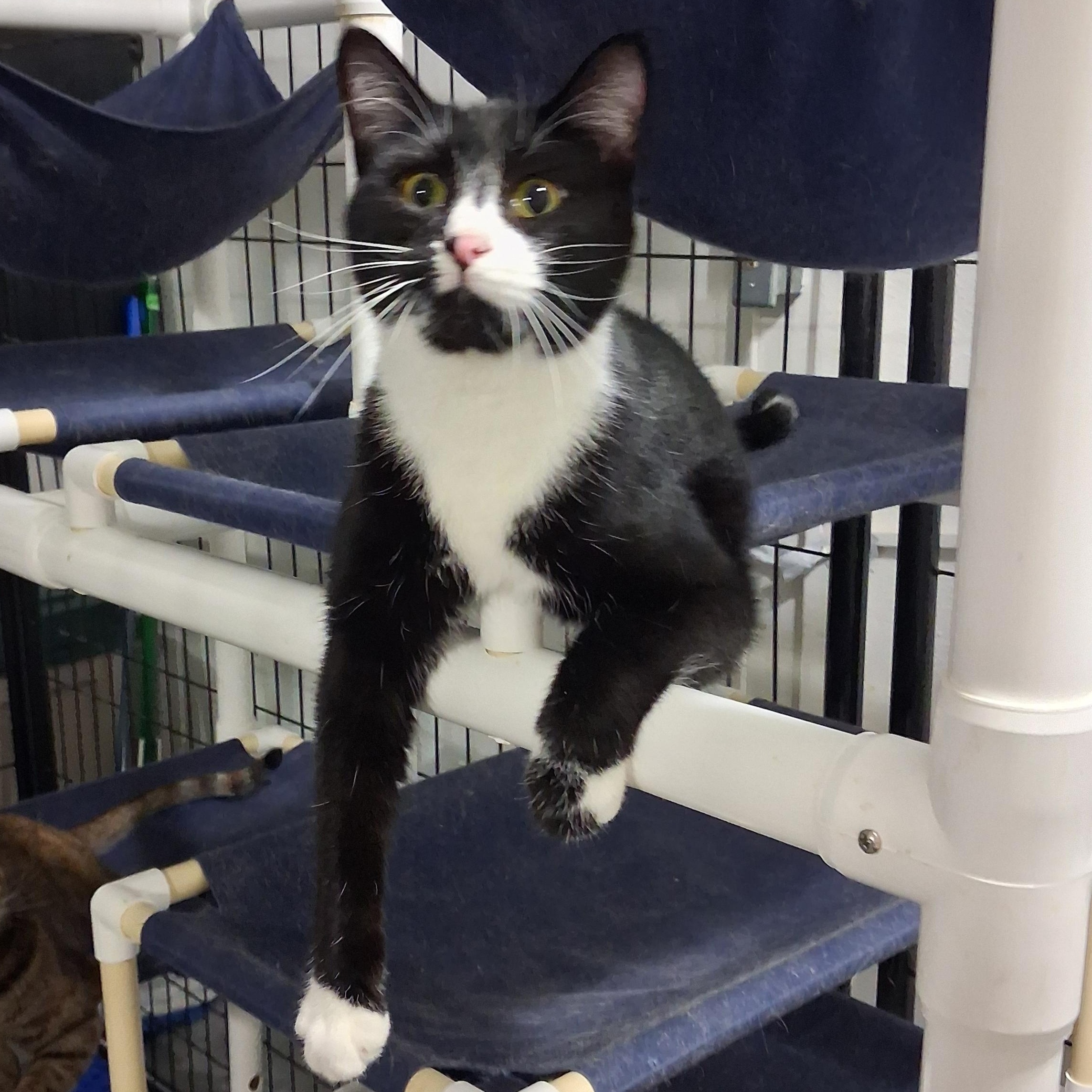 Hattie, Adoptable, Kitten Female Domestic Short Hair.