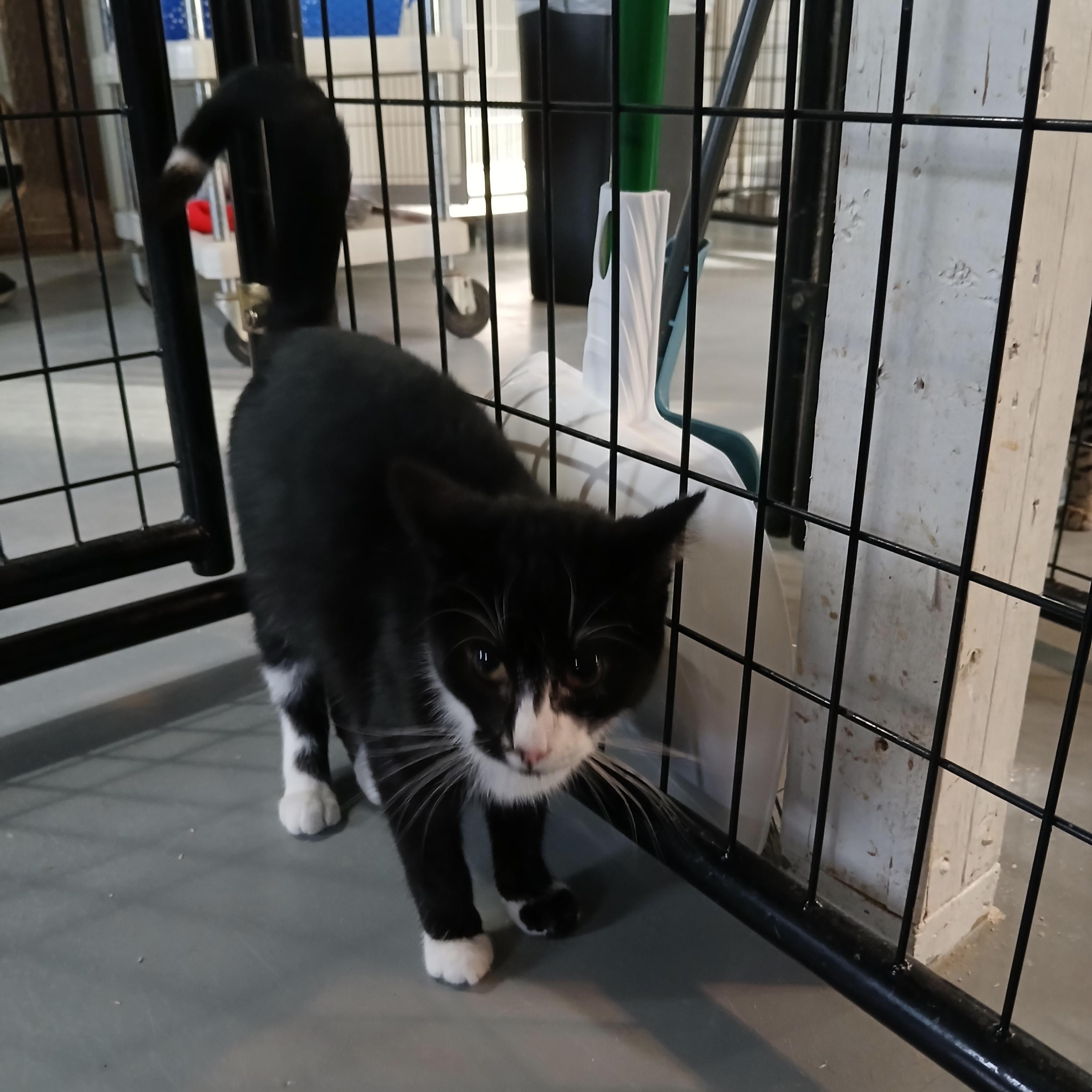 Enlarge Hattie, a ADOPTABLE Domestic Short Hair in Iowa Falls, IA image 1/1