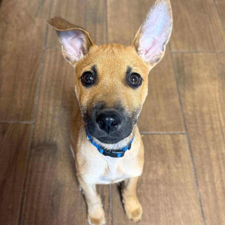 Remmy Roo - A Sweet Baby with a Sad Story, an adopted mixed breed in PALO ALTO, CA image 6/6