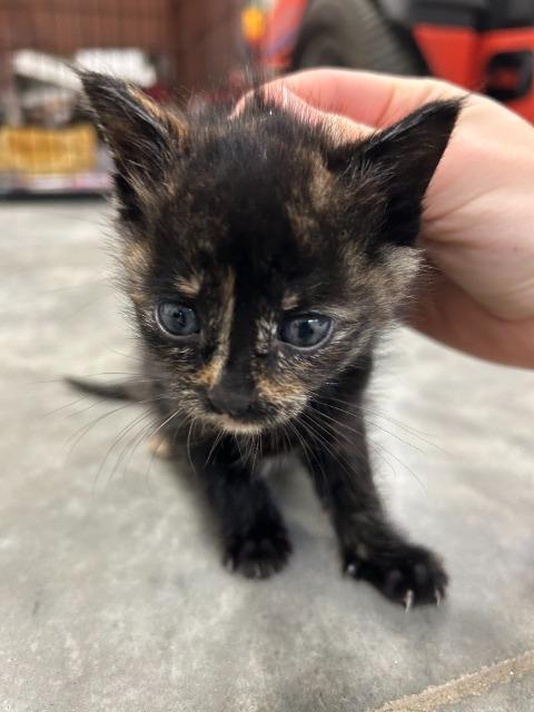 Enlarge Phone, a Adoptable mixed breed in Auburn, IN image 1/1