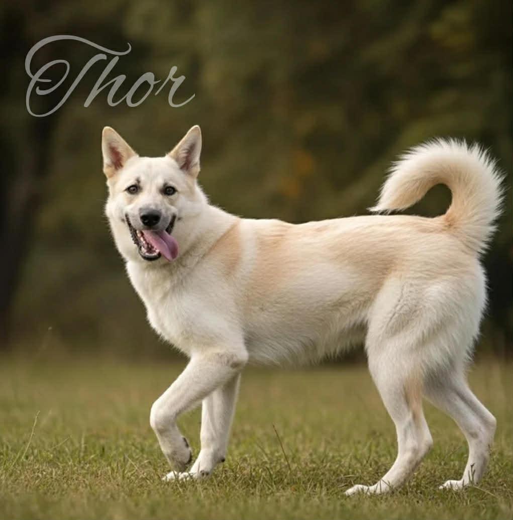 THOR GS, adopted, Young Male German Shepherd Dog & Husky.