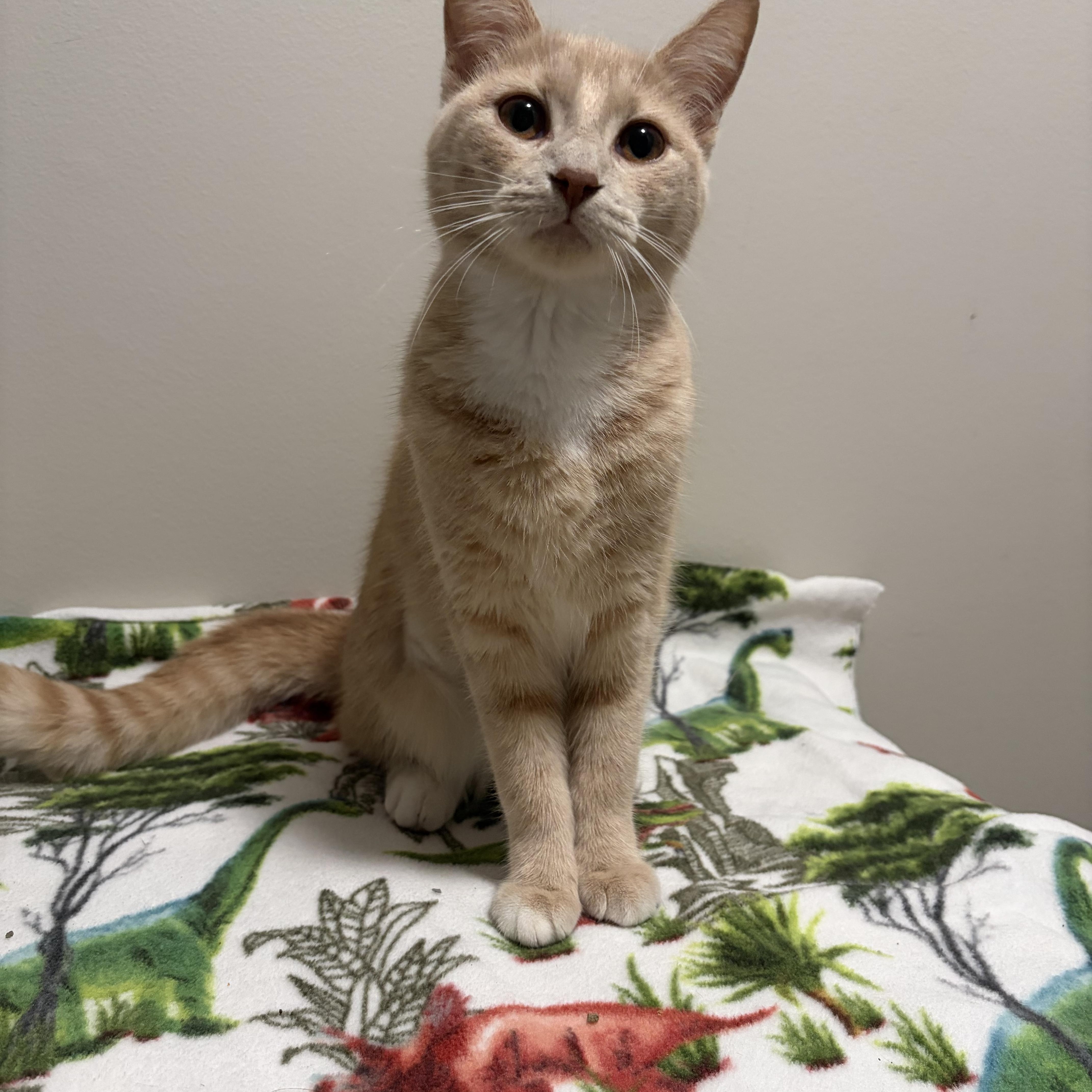 Enlarge Martha, a Adoptable Domestic Short Hair in Davisburg, MI image 2/2
