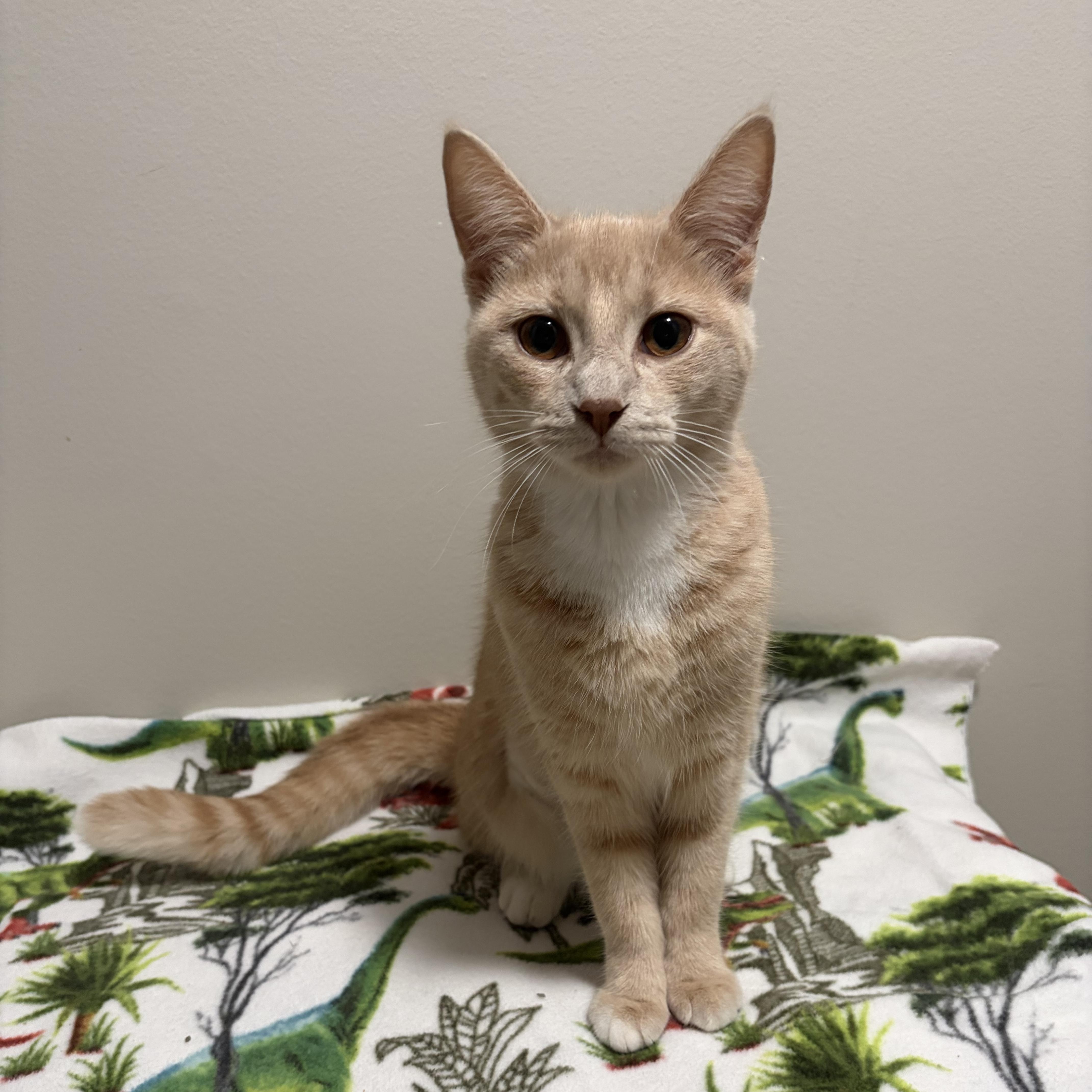 Enlarge Martha, a Adoptable Domestic Short Hair in Davisburg, MI image 1/2