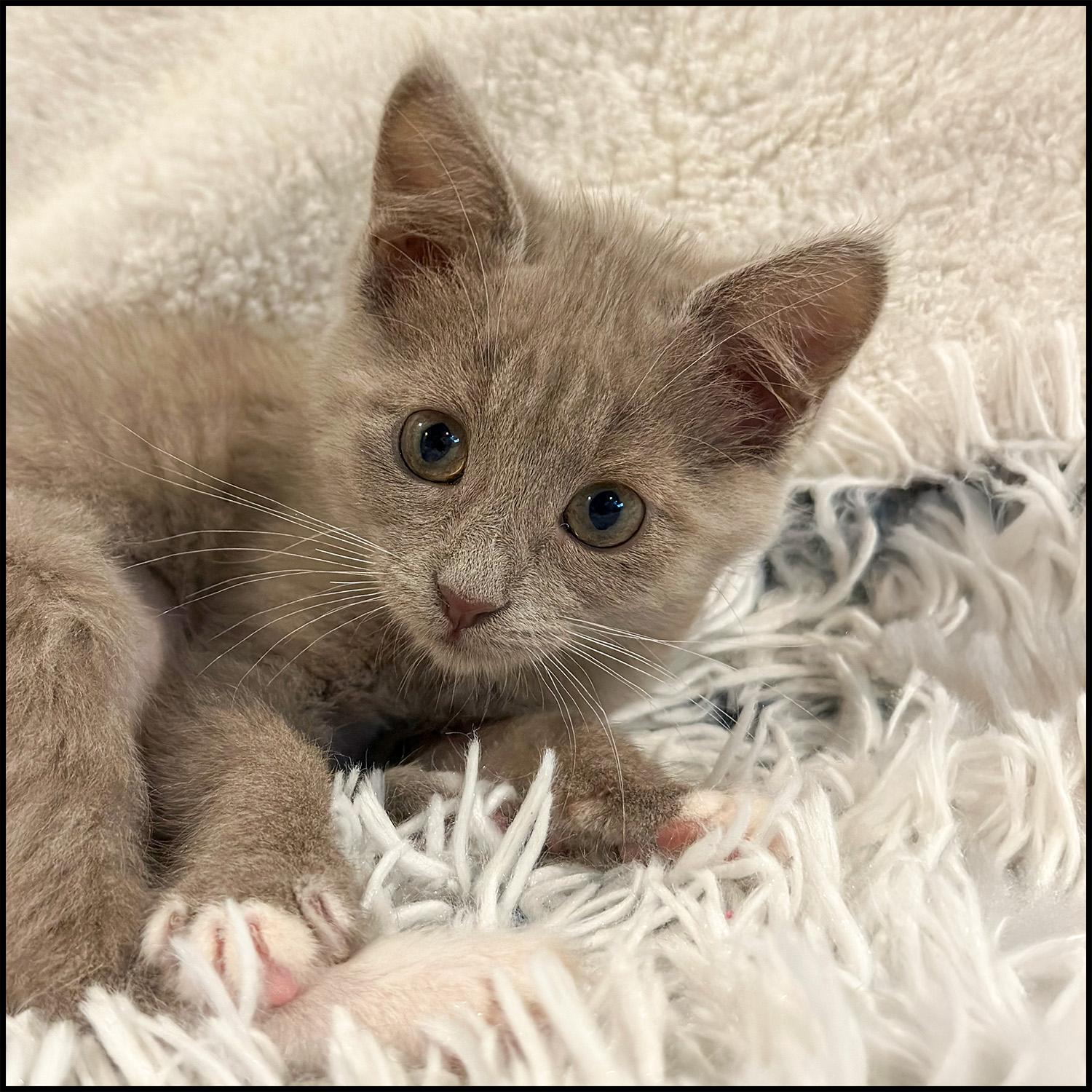 Alex, adopted, Young Female Domestic Short Hair.