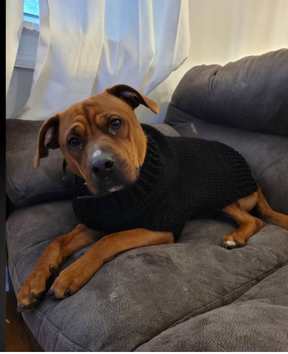 Bubba, Adoptable, Young Male Boxer & Labrador Retriever.