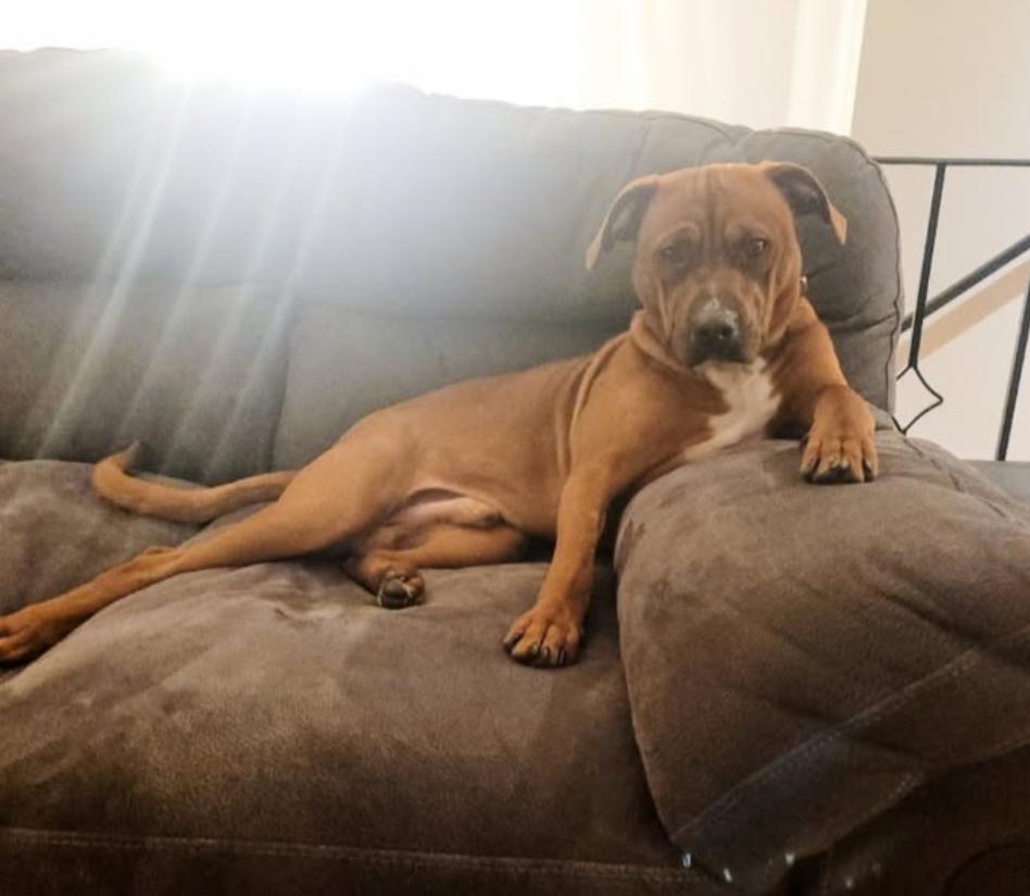 Bubba, a Adoptable mixed breed in Arlington Heights, IL image 2/5