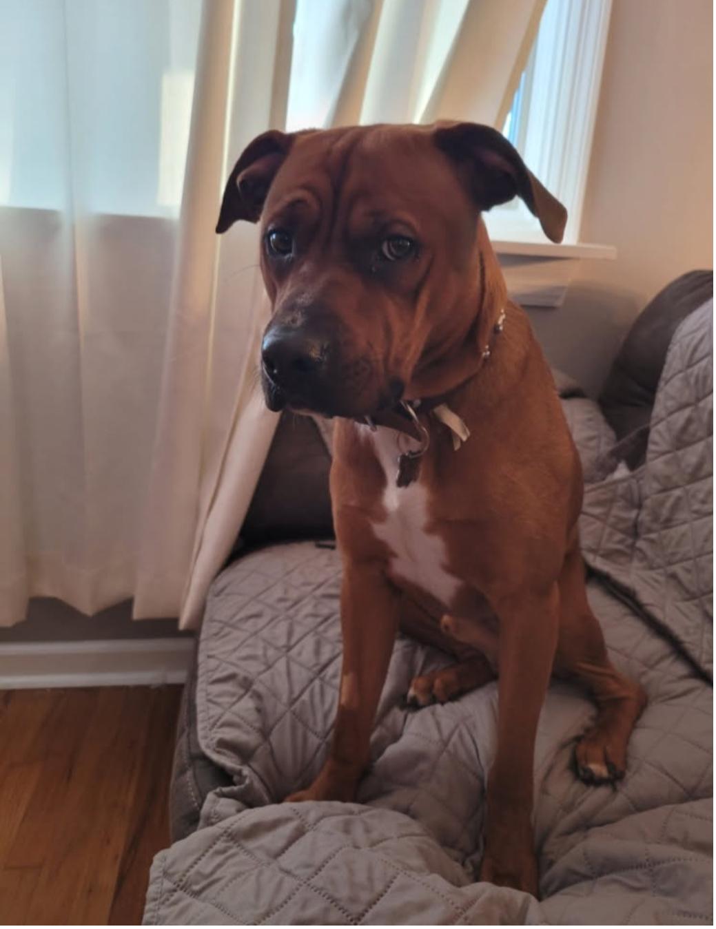 Bubba, a Adoptable mixed breed in Arlington Heights, IL image 4/5