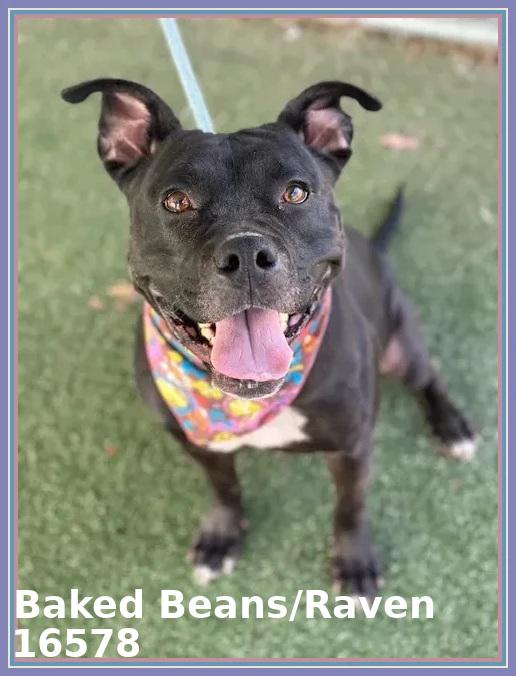 Enlarge BAKED BEANS/RAVEN, a ADOPTABLE mixed breed in Marietta, GA image 2/6