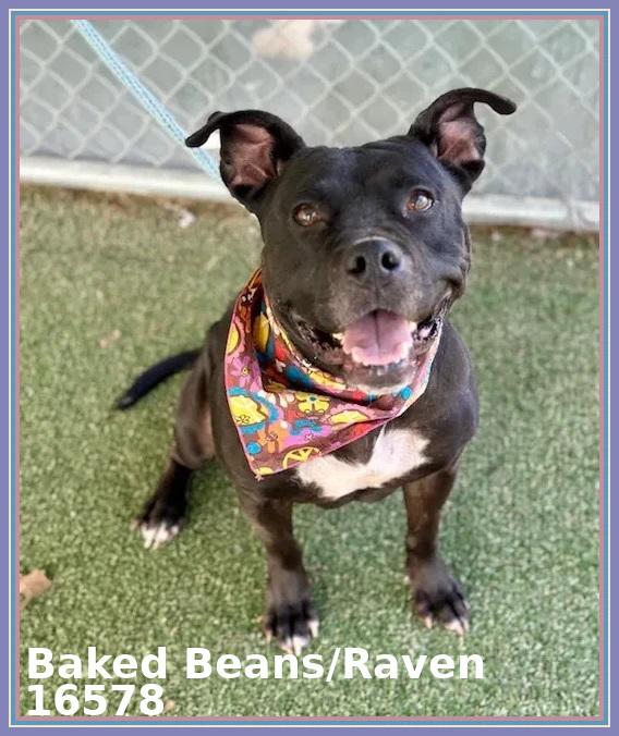 BAKED BEANS/RAVEN, ADOPTABLE, Adult Female Pit Bull Terrier & American Staffordshire Terrier.