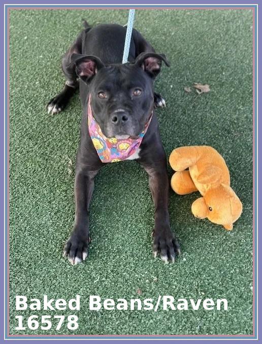 Enlarge BAKED BEANS/RAVEN, a ADOPTABLE mixed breed in Marietta, GA image 5/6