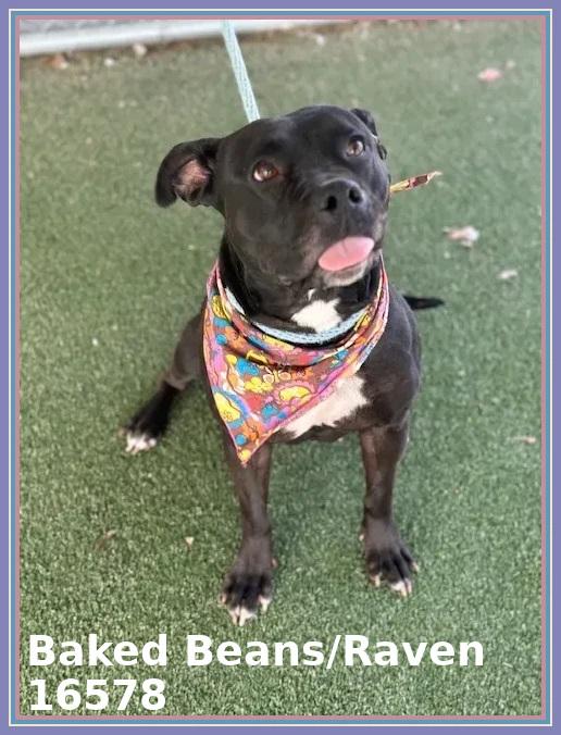 Enlarge BAKED BEANS/RAVEN, a ADOPTABLE mixed breed in Marietta, GA image 4/6