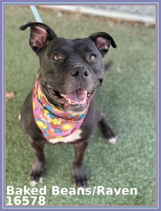 Enlarge BAKED BEANS/RAVEN, a ADOPTABLE mixed breed in Marietta, GA image 3/6