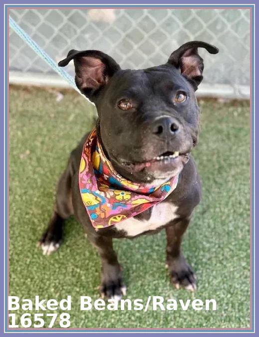 Enlarge BAKED BEANS/RAVEN, a ADOPTABLE mixed breed in Marietta, GA image 6/6