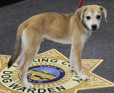 Puppy Wrick, Adopted, Young Male Beagle.
