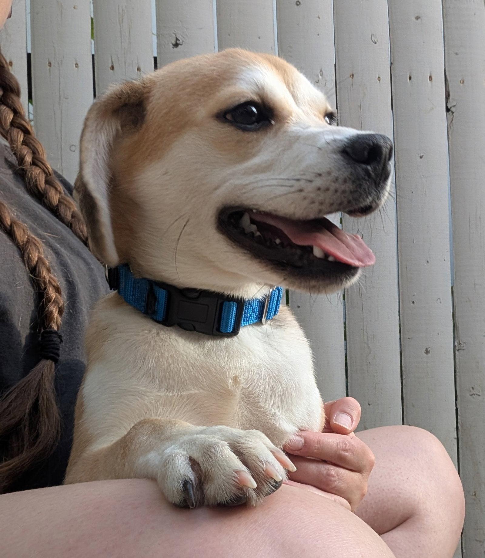 Enlarge Puppy Wrick, a Adopted Beagle in Cuyahoga Falls, OH image 2/2