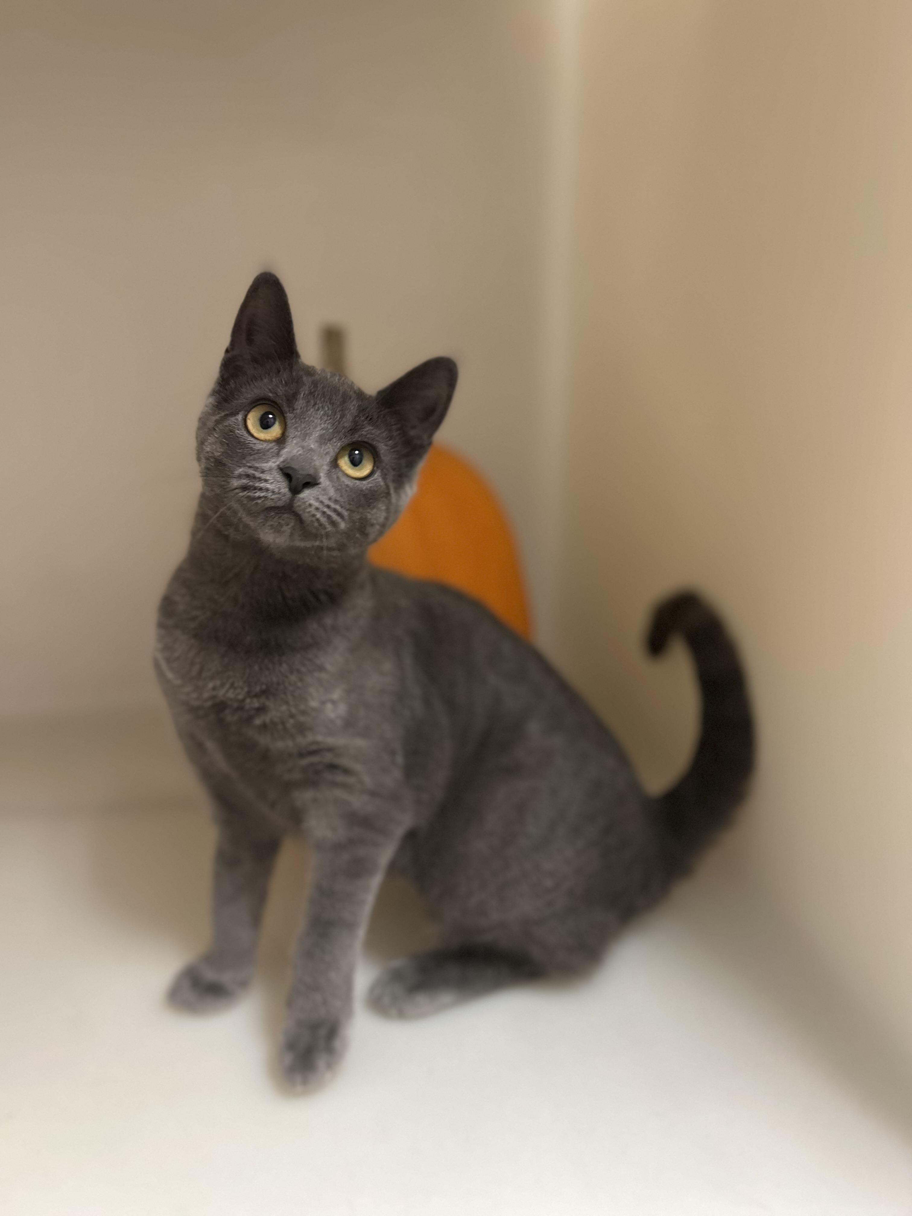 Enlarge Beetle, a Adoptable Domestic Short Hair in Howes Cave, NY image 4/4