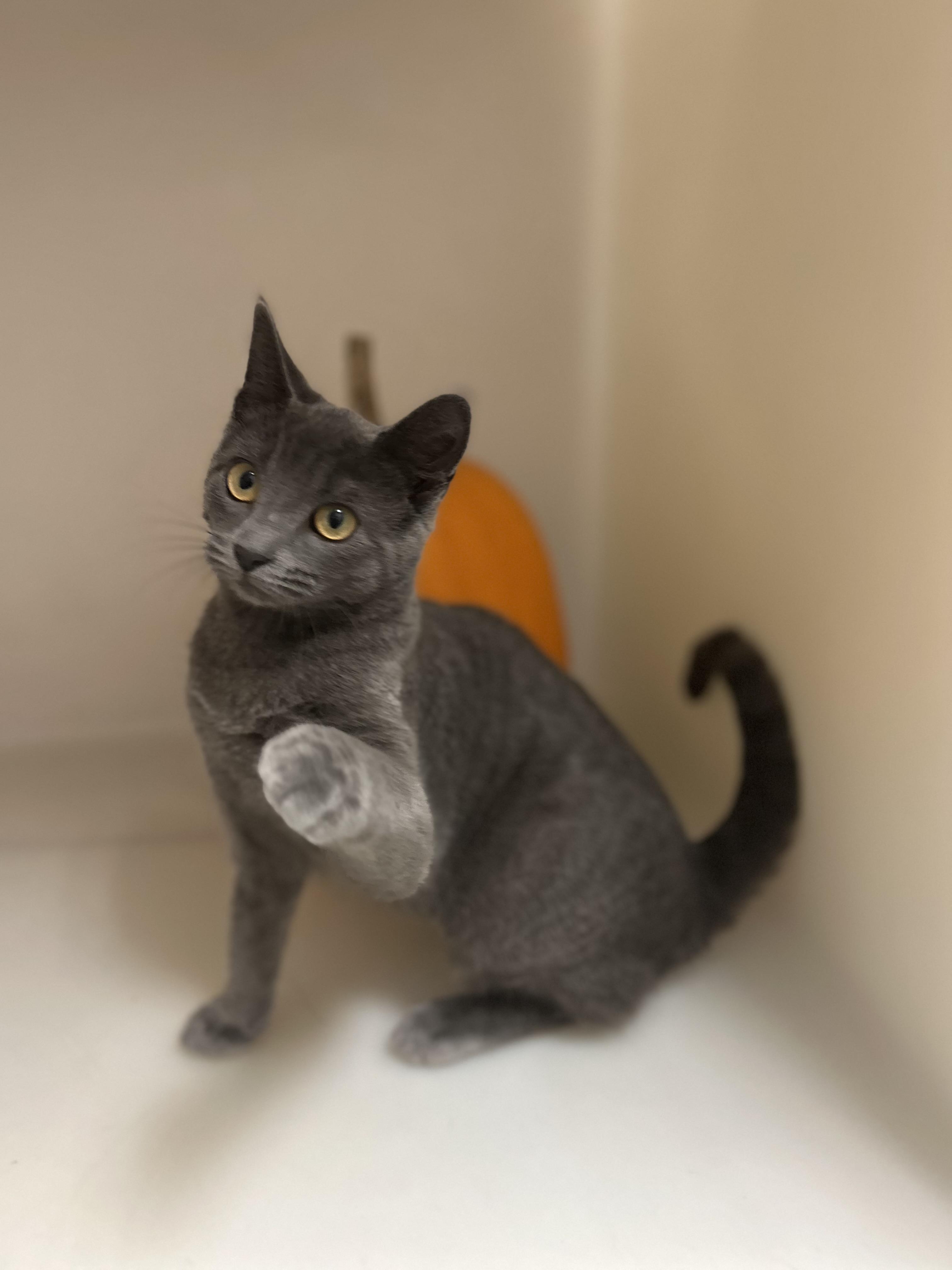 Enlarge Beetle, a Adoptable Domestic Short Hair in Howes Cave, NY image 3/4