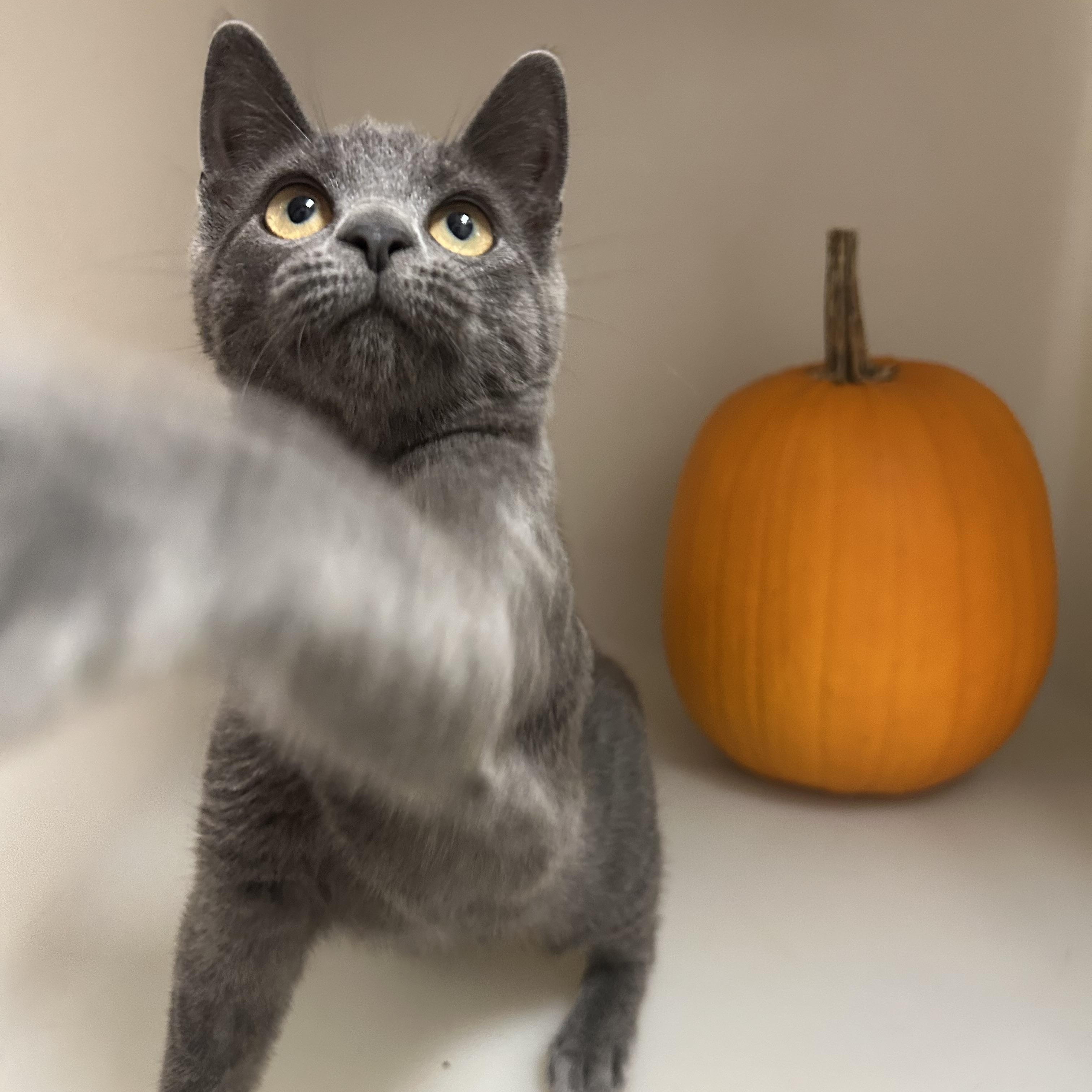 Enlarge Beetle, a Adoptable Domestic Short Hair in Howes Cave, NY image 2/4