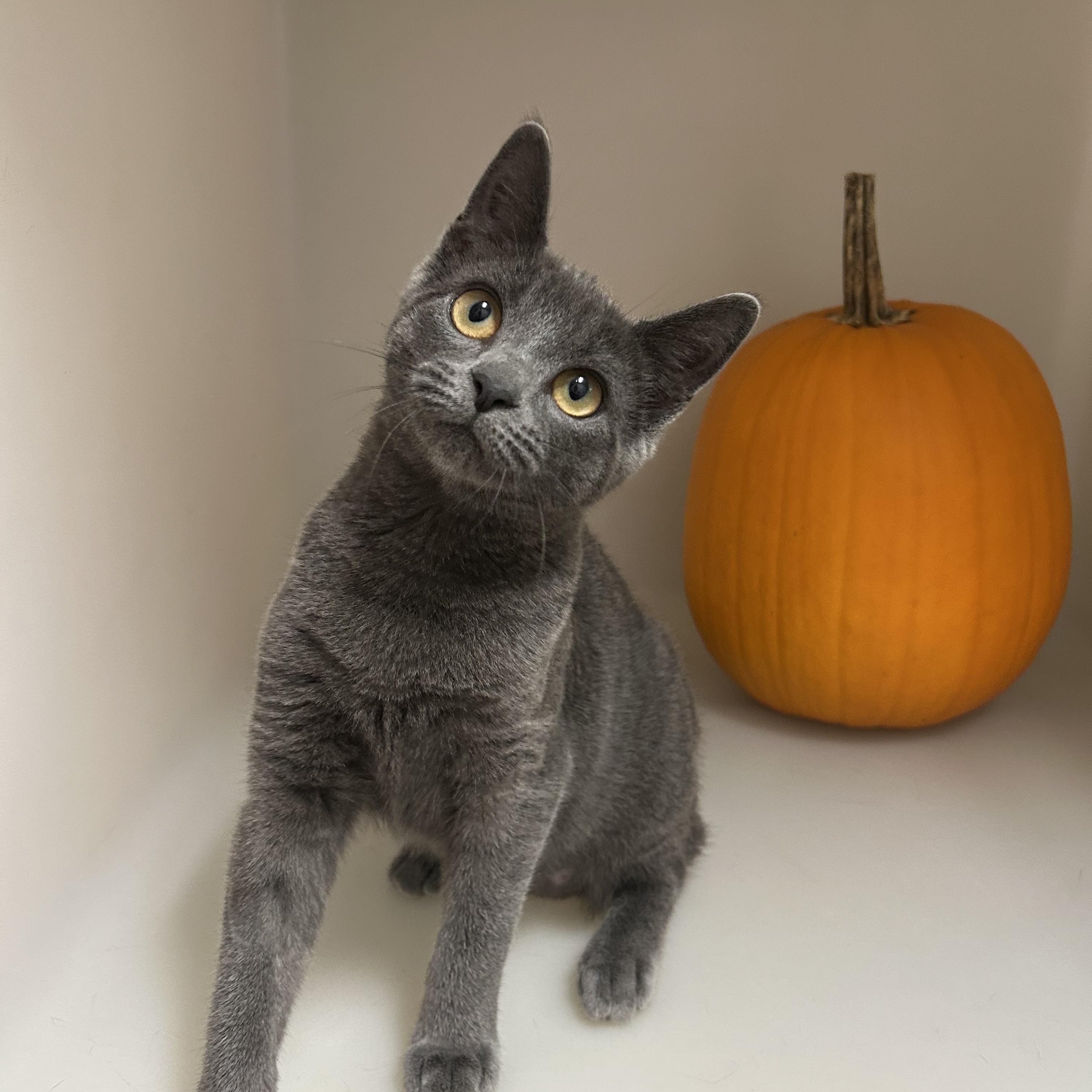 Enlarge Beetle, a Adoptable Domestic Short Hair in Howes Cave, NY image 1/4