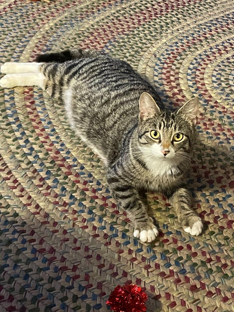 Sinead, Adopted, Adult Female Domestic Short Hair.