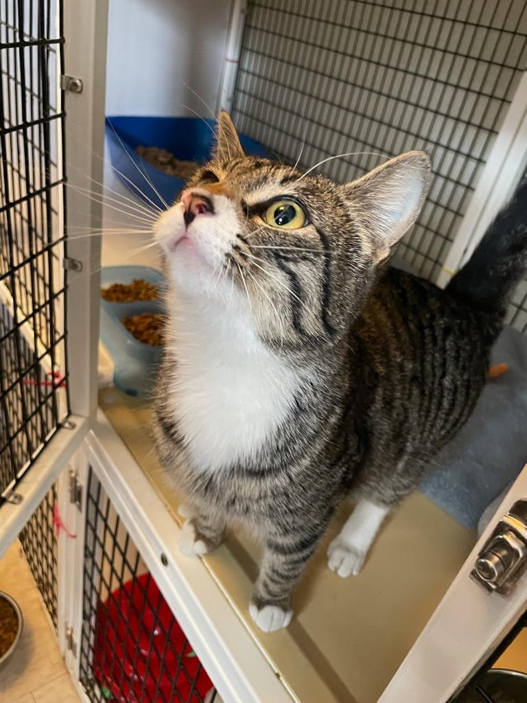 Enlarge Sinead, a Adopted mixed breed in Brainardsville, NY image 2/3