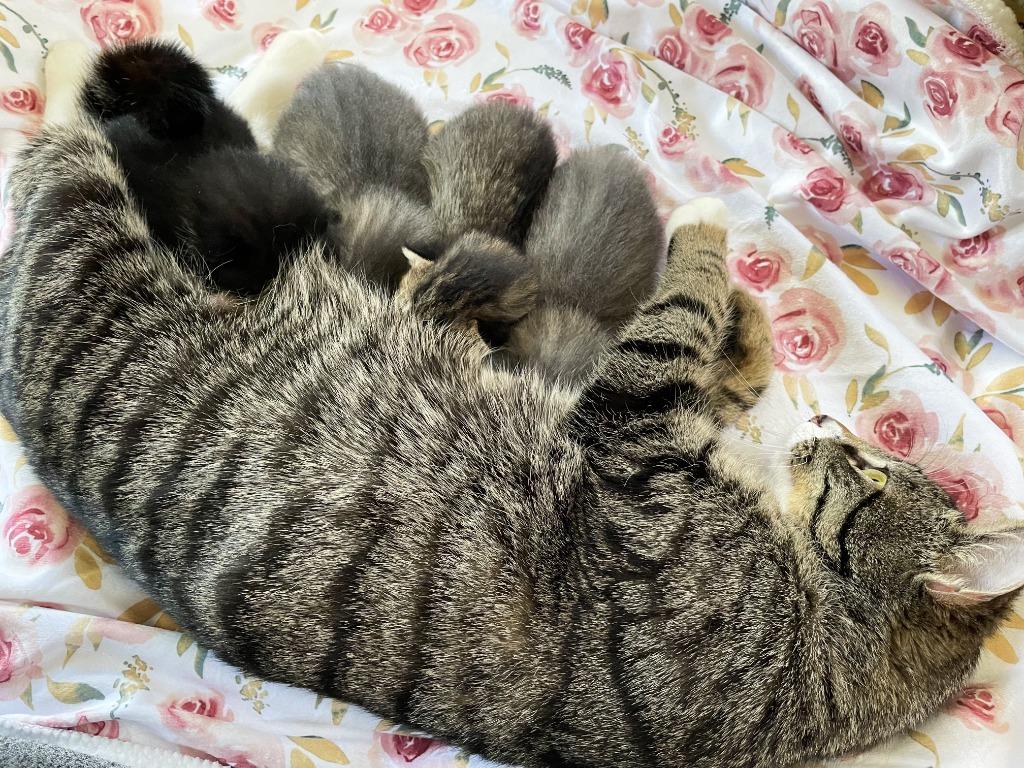 Enlarge Sinead, a Adopted mixed breed in Brainardsville, NY image 3/3