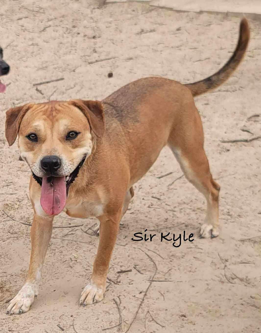 Sir Kyle (20250128-03) — thumbnail 3