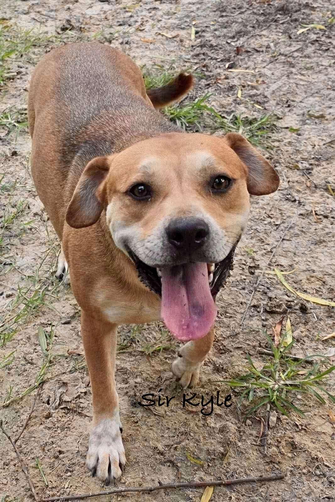 Sir Kyle (20250128-03) — thumbnail 4