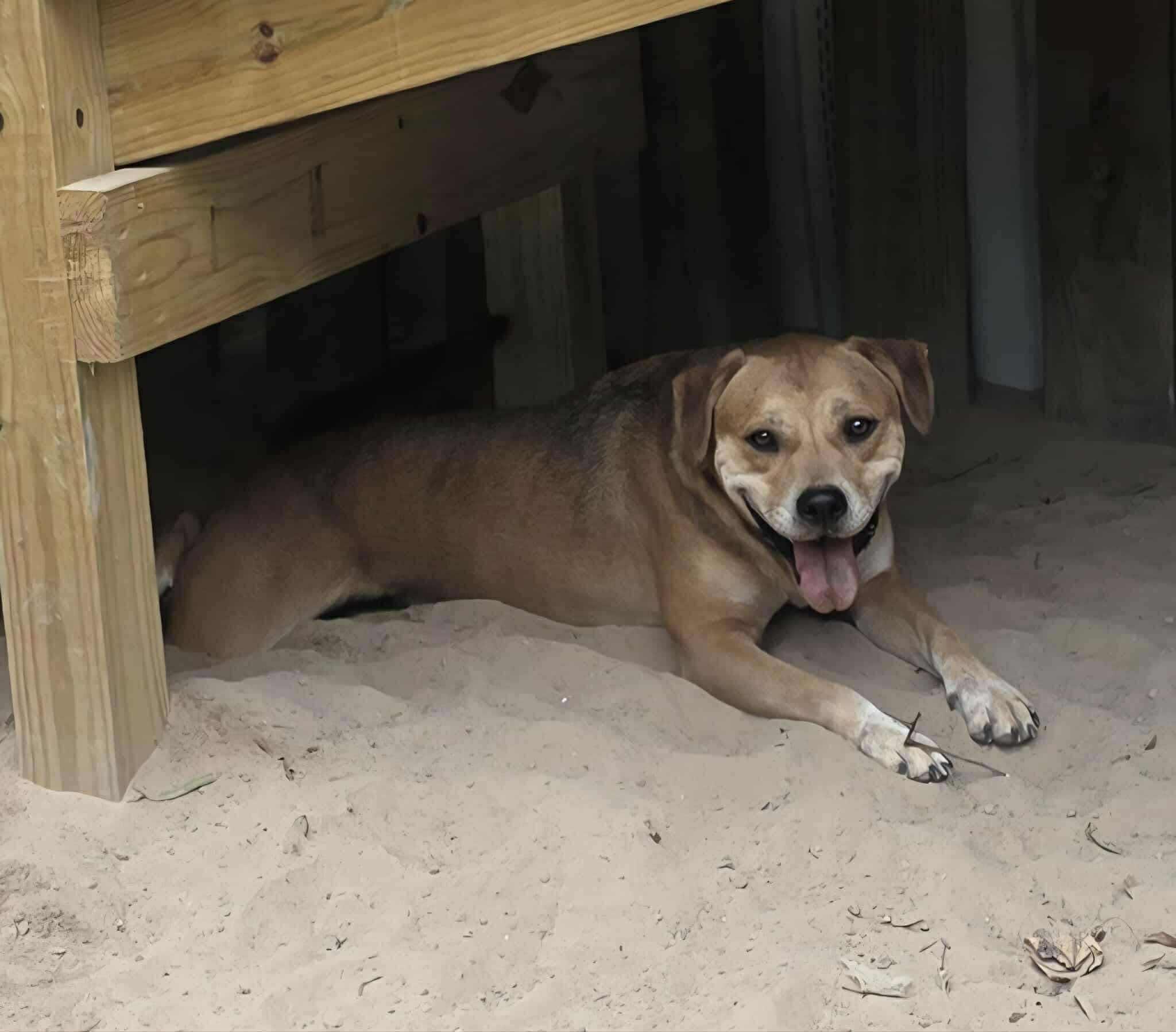 Sir Kyle (20250128-03) — thumbnail 5