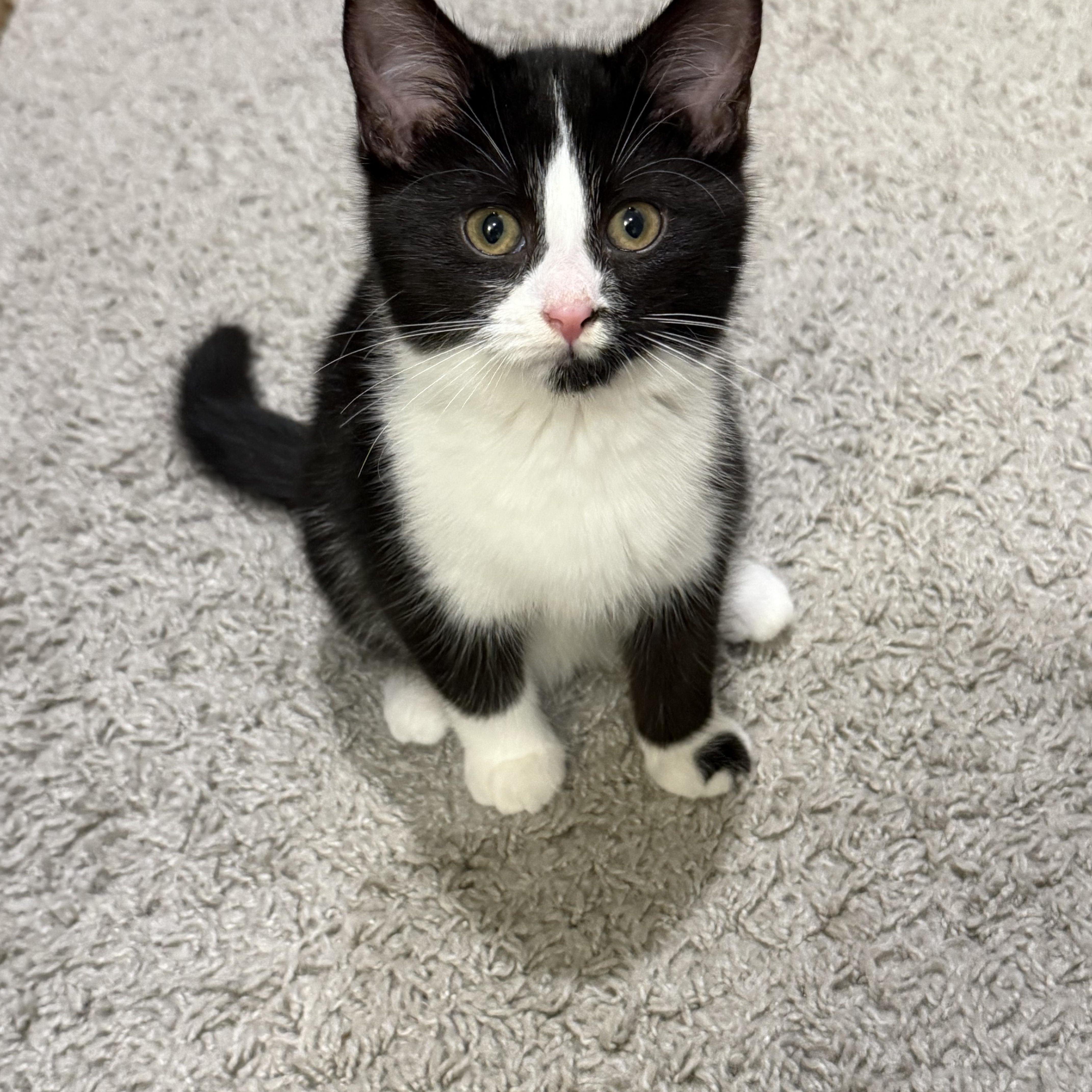 Enlarge April, a Adoptable Domestic Short Hair in Charlotte, NC image 4/5