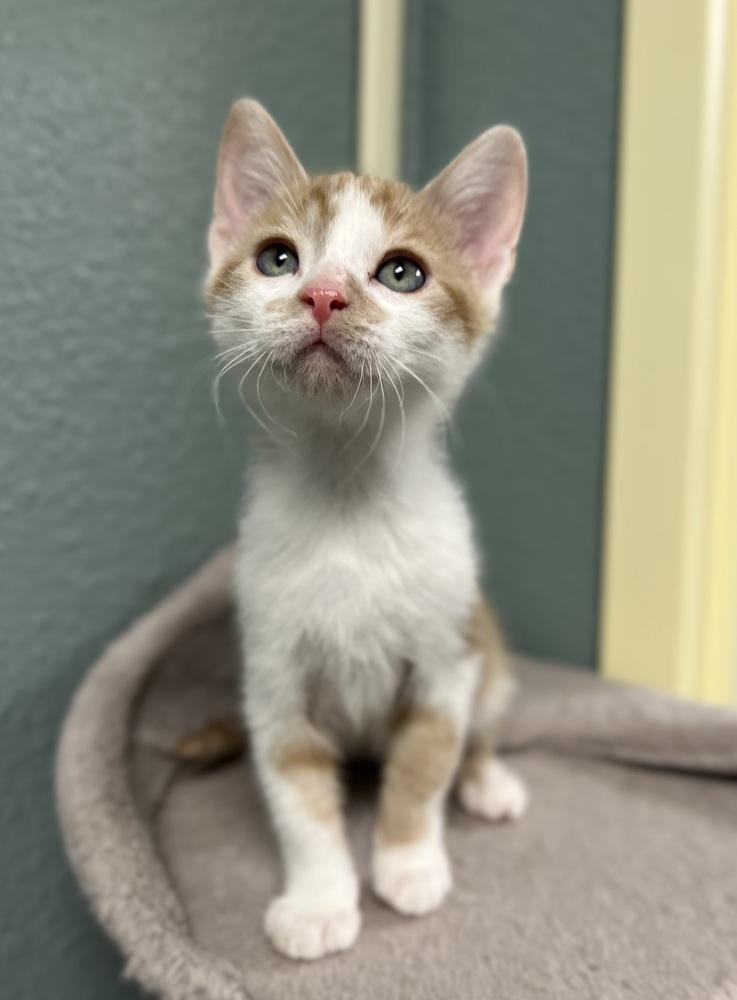 Parakeet, Adoptable, Kitten Male Domestic Medium Hair.
