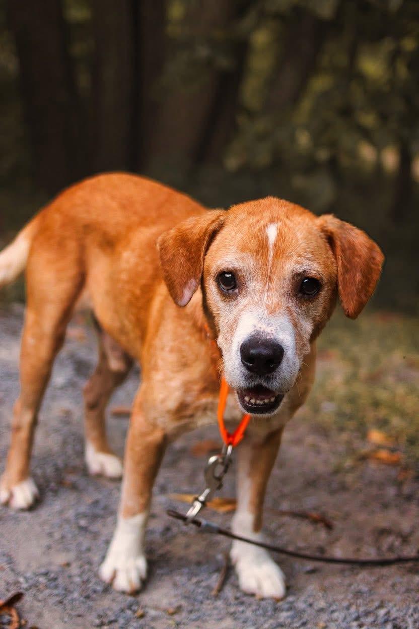 Curry, Adoptable, Adult Male Beagle.