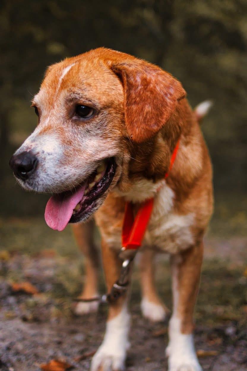 Enlarge Curry, a Adoptable mixed breed in Grafton, WV image 2/5