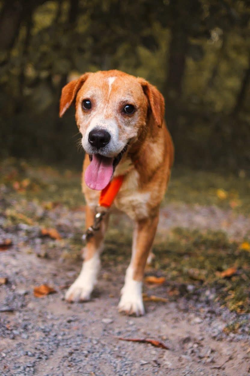 Enlarge Curry, a Adoptable mixed breed in Grafton, WV image 3/5