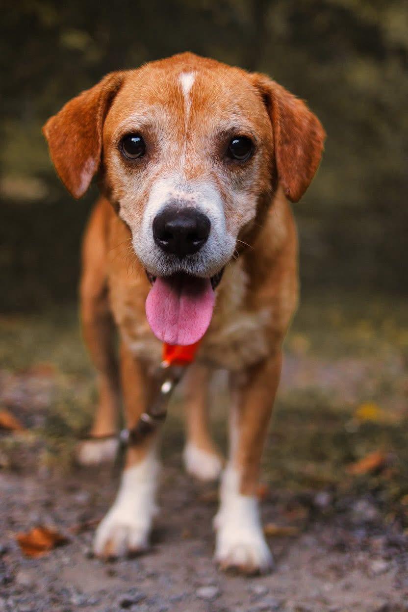 Enlarge Curry, a Adoptable mixed breed in Grafton, WV image 5/5