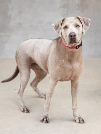 Hans, a Adoptable Mixed Breed in Longmont, CO image 1/3