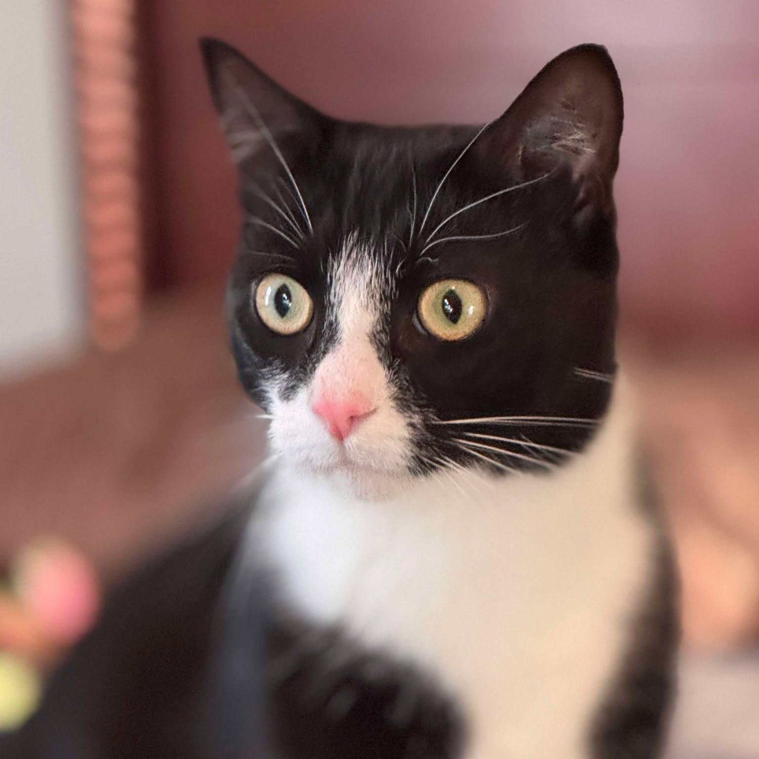 Sam, Adoptable, Adult Male Domestic Short Hair.