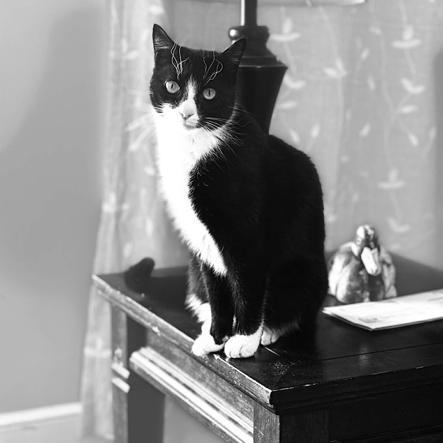 Enlarge Sam, a Adoptable Domestic Short Hair in LITTLE MOUNTAIN, SC image 1/6