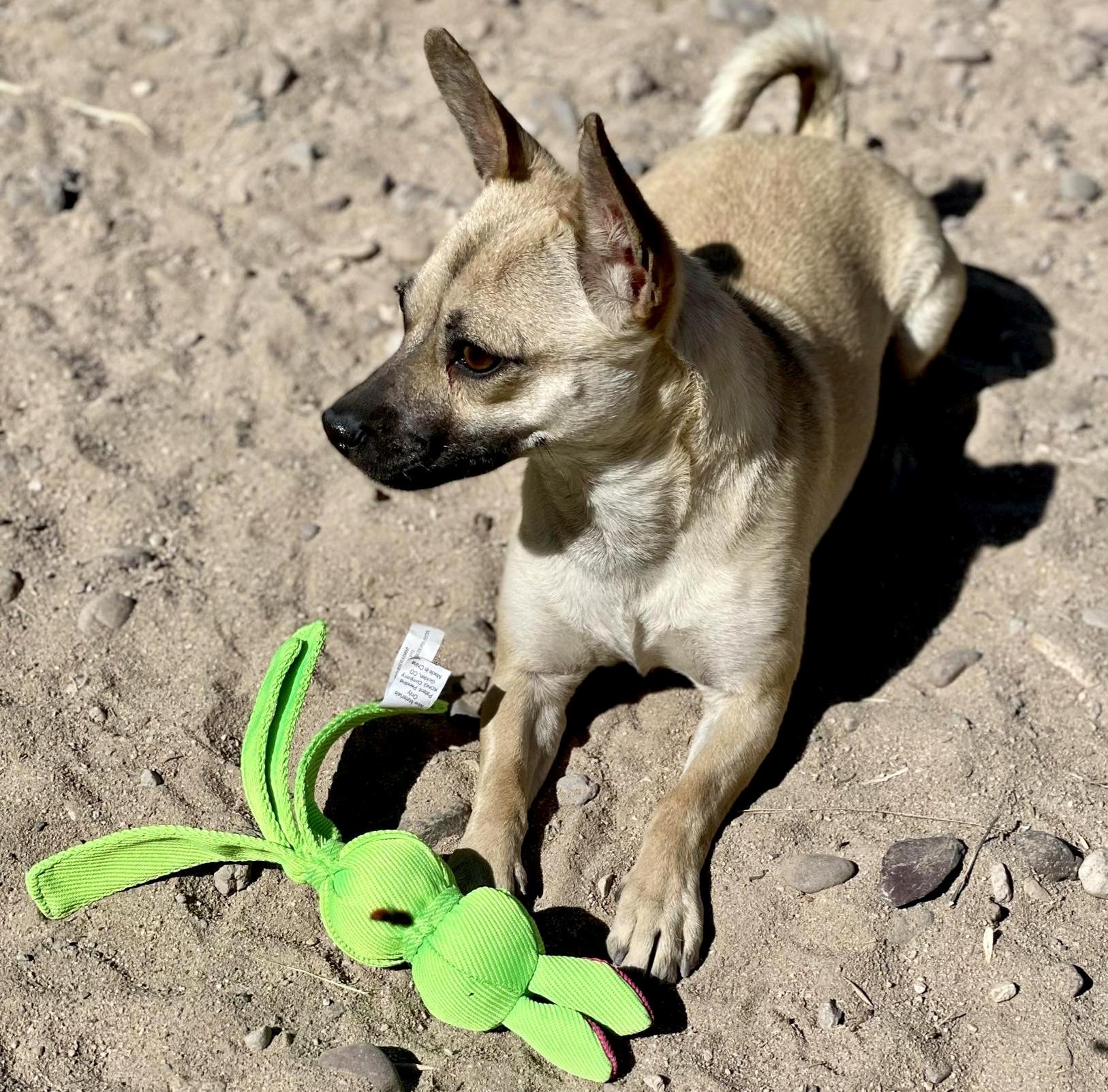 Enlarge Tika, a Adoptable mixed breed in Thatcher, AZ image 1/1