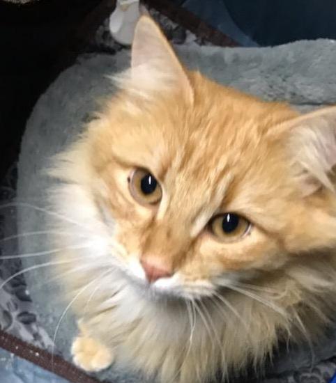 Enlarge DILBERT , a ADOPTABLE mixed breed in Elgin, SC image 3/5