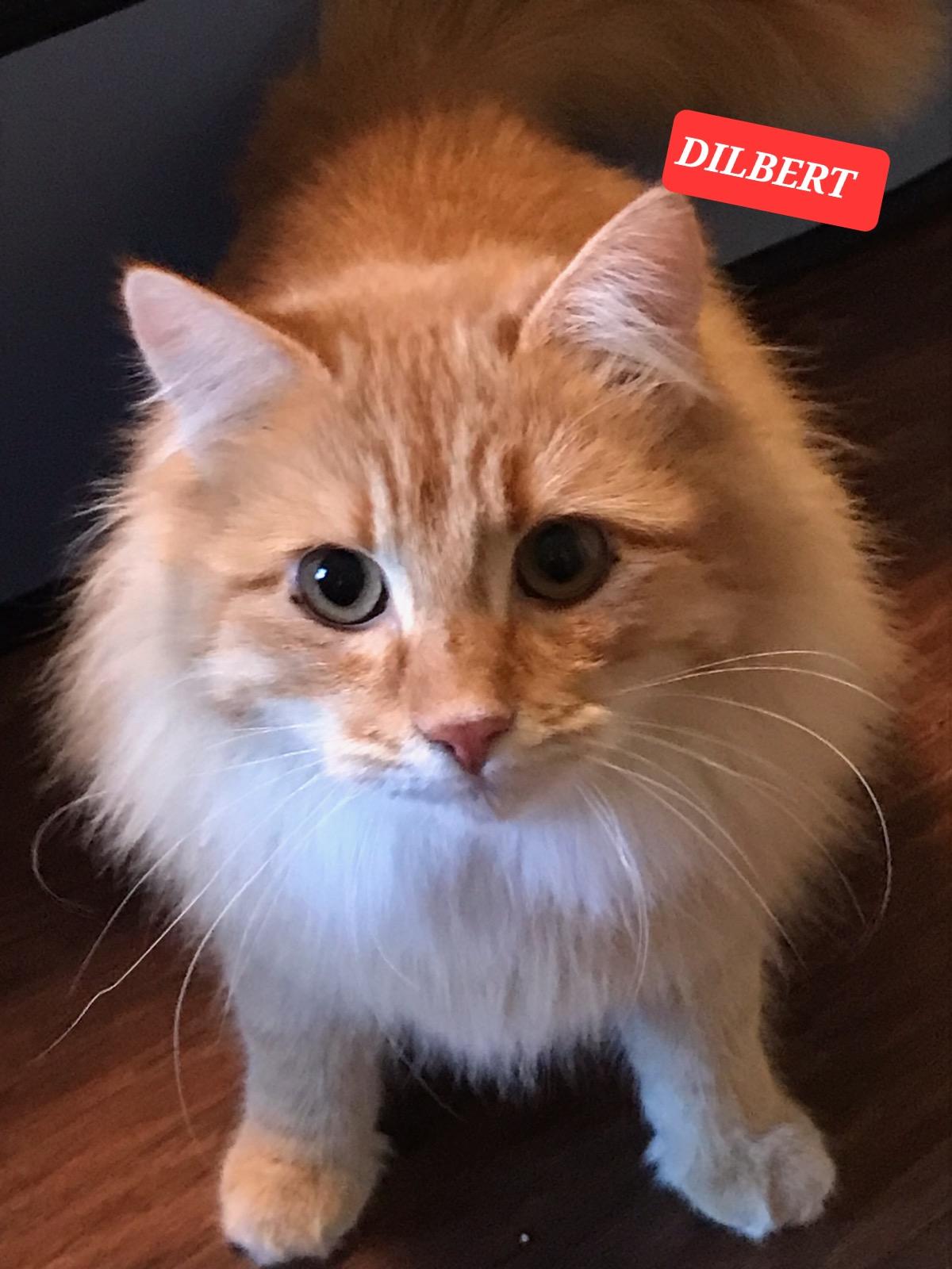 DILBERT , ADOPTABLE, Adult Male Domestic Medium Hair & Tabby.