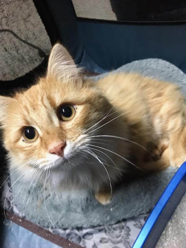 Enlarge DILBERT , a ADOPTABLE mixed breed in Elgin, SC image 5/5