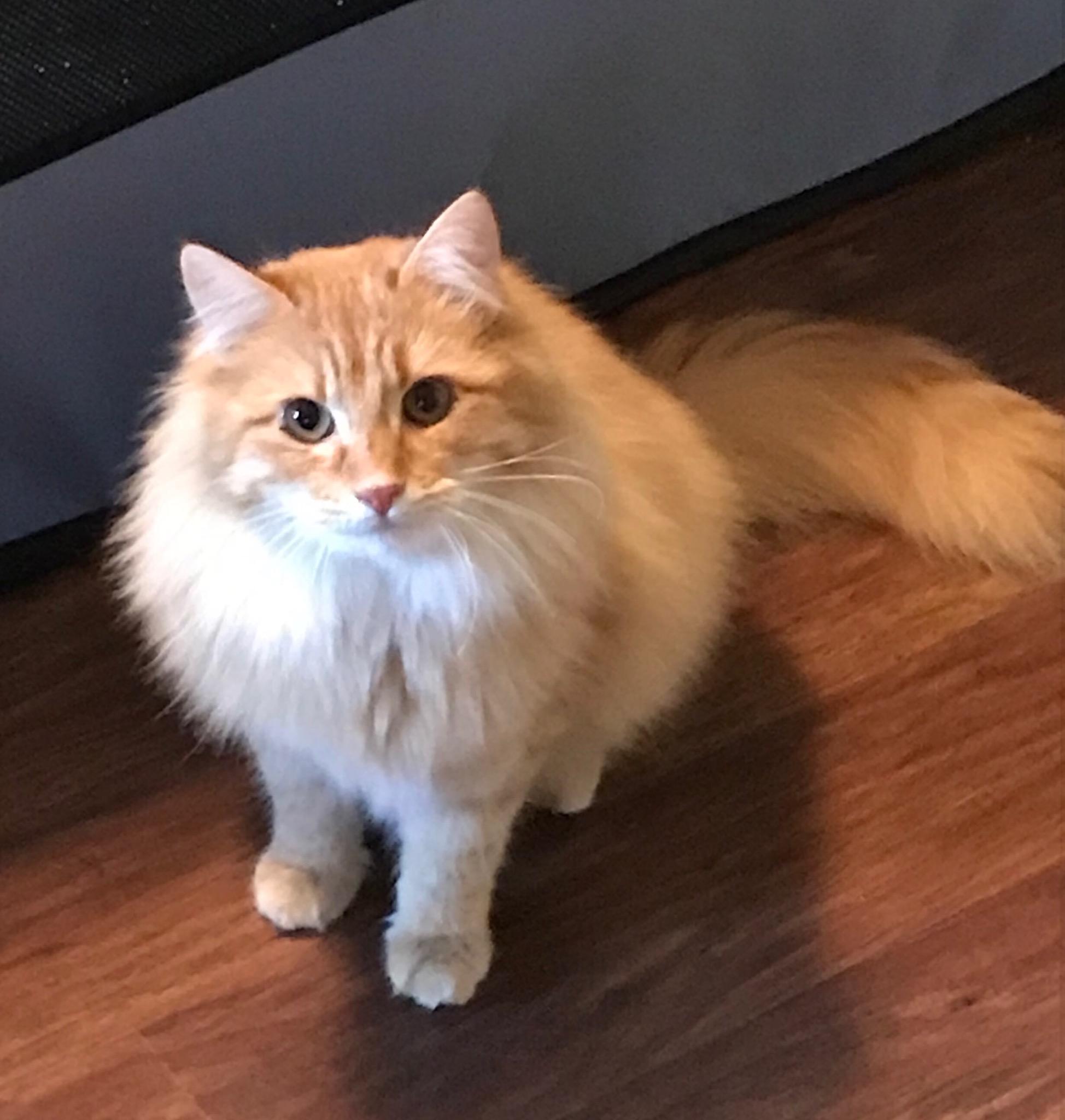 Enlarge DILBERT , a ADOPTABLE mixed breed in Elgin, SC image 4/5